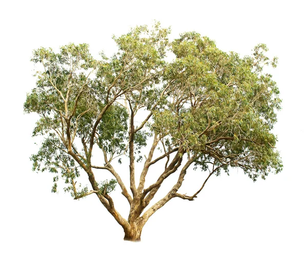 尤加利树 — 图库照片