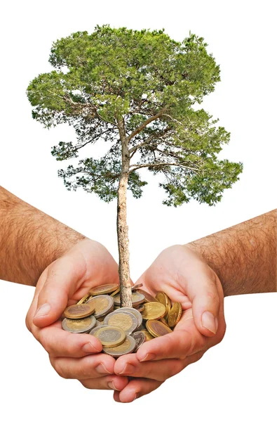 Palmen mit einem Baum, der aus einem Haufen Münzen gewachsen ist — Stockfoto