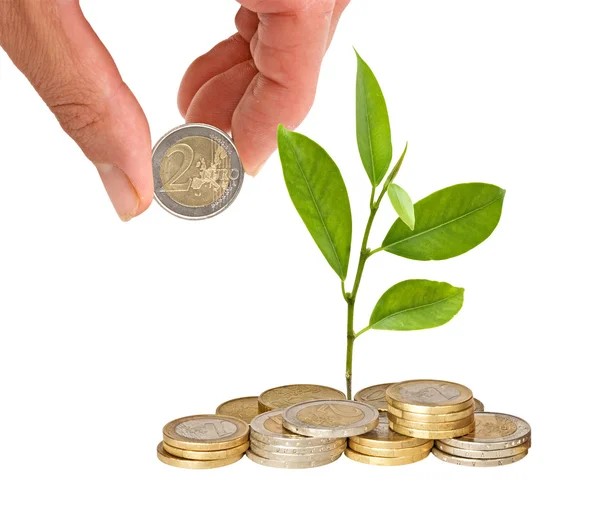 Citrus sapling growing from coins — Stock Photo, Image