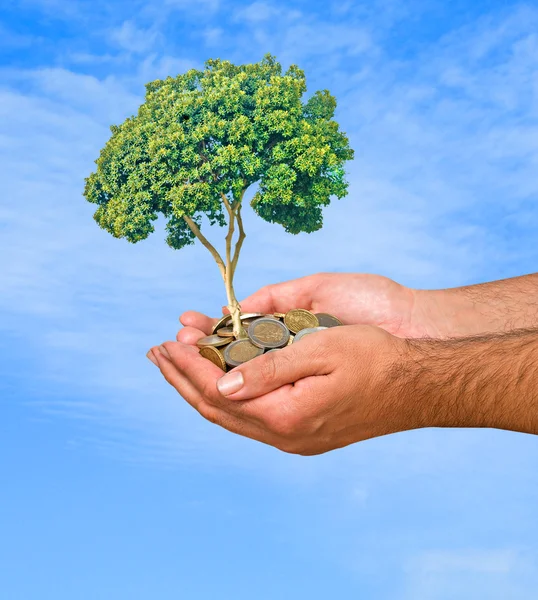 Mani con un albero che cresce da mucchio di monete — Foto Stock