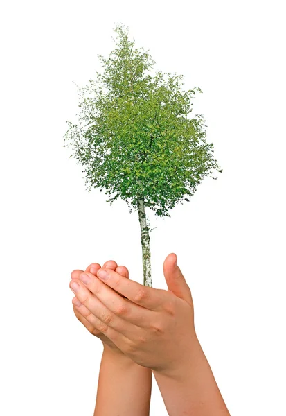 Eller ağaç — Stok fotoğraf