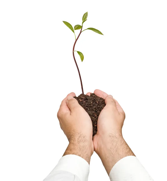 Avokado planta i händer som en gåva av jordbruk — Stockfoto