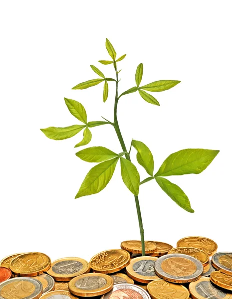 Растение, растущее из кучи монет — стоковое фото