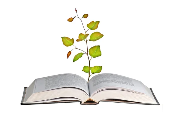 Drzewa rosnące z otwartą książkę — Zdjęcie stockowe