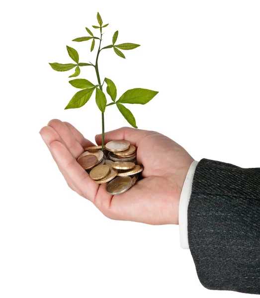 Palm with a tree growng from pile of coins — Stock Photo, Image