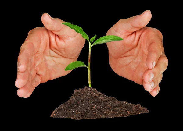 Seedling protected by hands — Stock Photo, Image