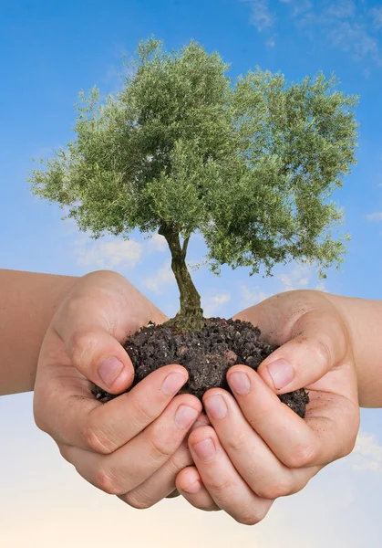 Olive tree in hands as a symbol of nature protection — Stock Photo, Image