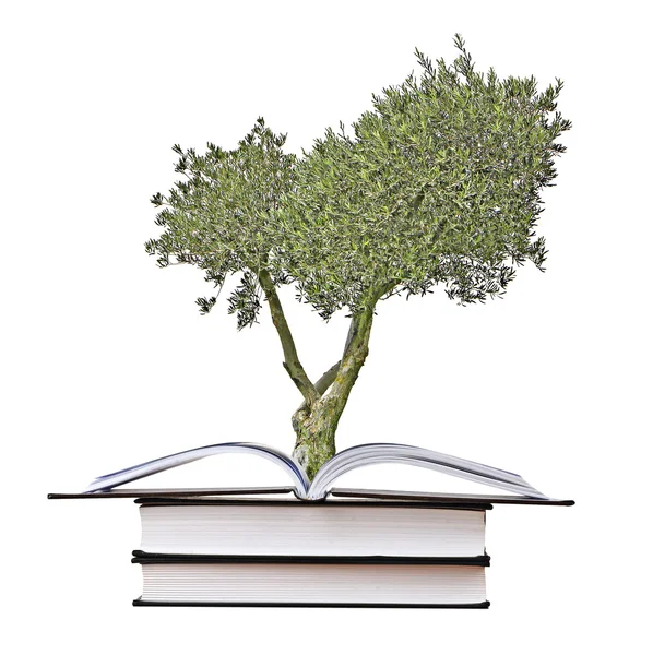 Оливковое дерево, растущее из книги — стоковое фото