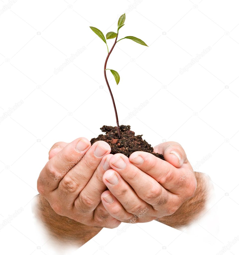 Avocado sapling in hands as a gift of agriculture