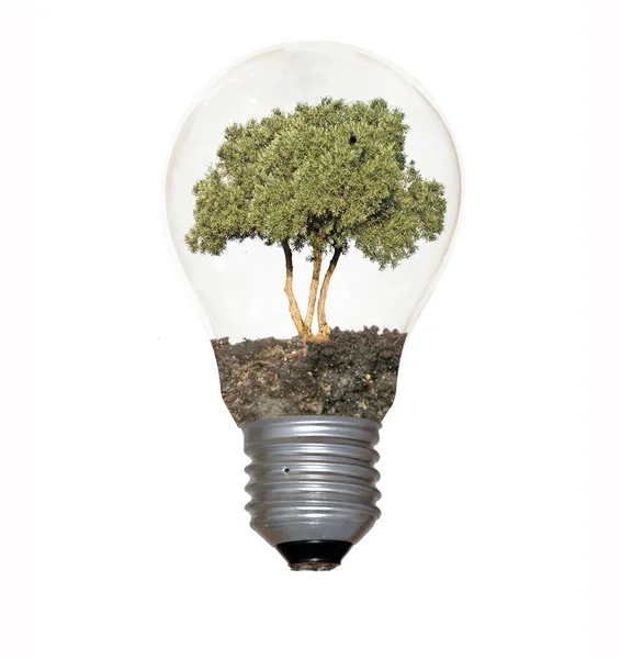 Glödlampa med ett träd som glödtråden — Stockfoto
