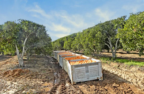 Ящики с апельсинами во время сбора урожая — стоковое фото