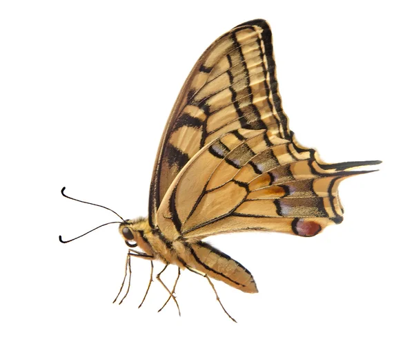 Motýl izolovaný na bílém pozadí — Stock fotografie