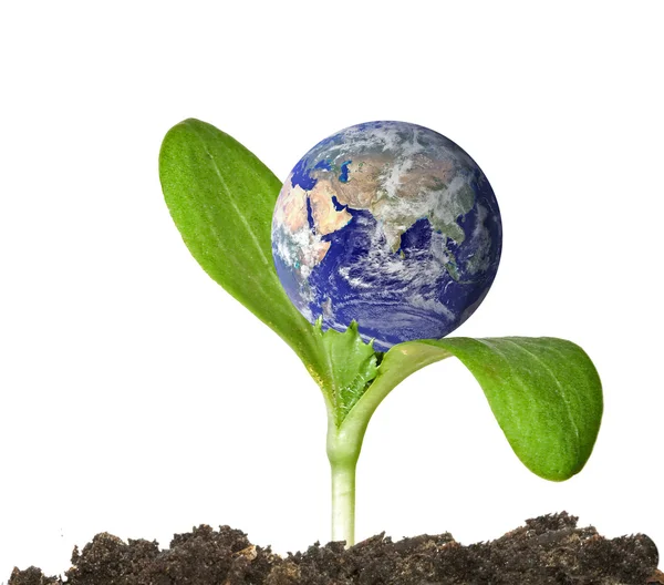 Planet Earth on a sprout — Stock Photo, Image