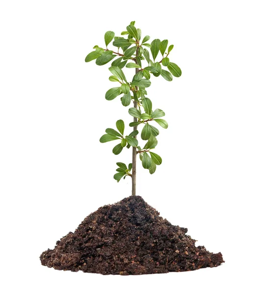 Seedling growing from soil — Stock Photo, Image