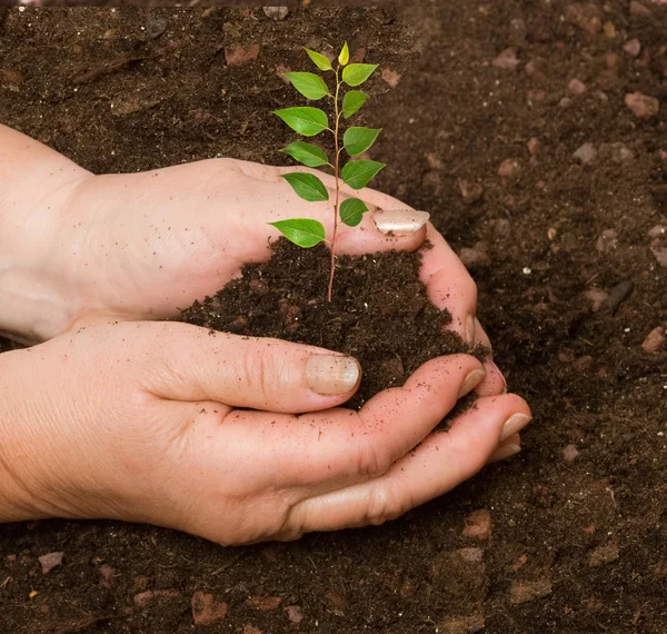 Plantando uma árvore — Fotografia de Stock