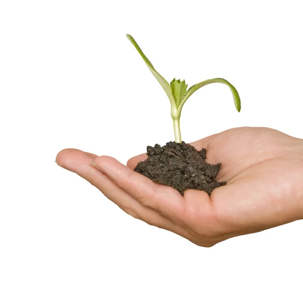 Seedling in hand Royalty Free Stock Images