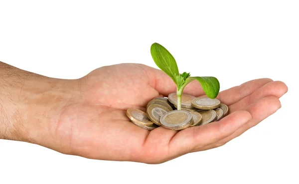 Palm with a seedling growng from pile of coins — Stock Photo, Image