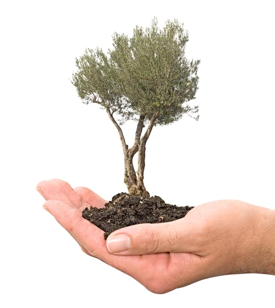 Olive tree in palm as a gift — Stock Photo, Image