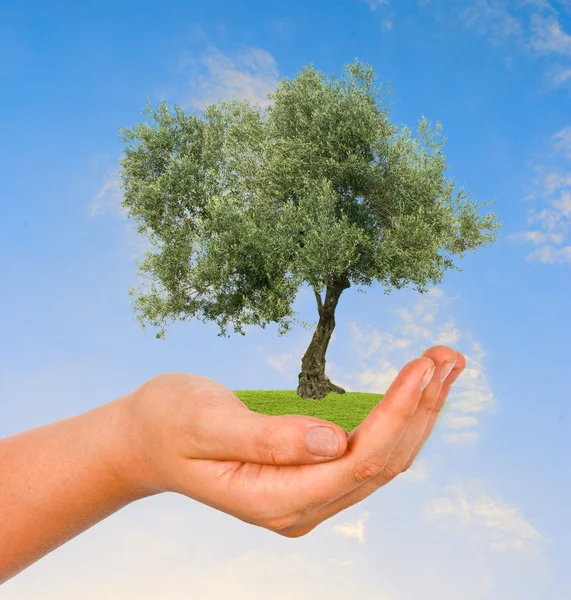 Olive tree in hand — Stock Photo, Image