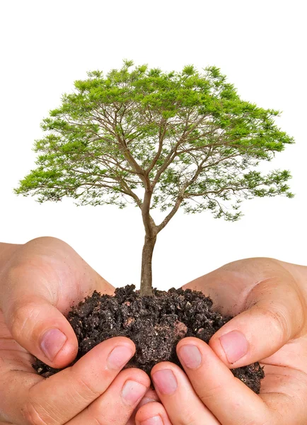Tree in hands — Stock Photo, Image