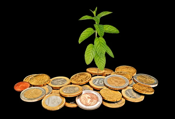 Mint growing from coins — Stock Photo, Image