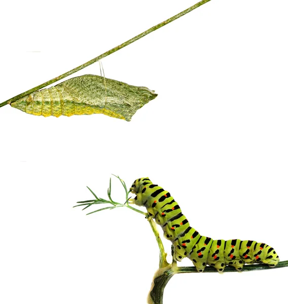 Κοντινό πλάνο της caterpillar και τις νύμφες — Φωτογραφία Αρχείου