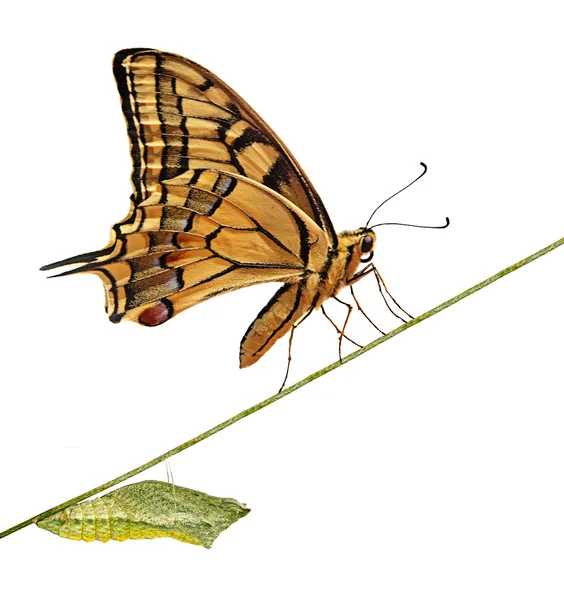 Närbild på caterpillar och fjäril — Stockfoto