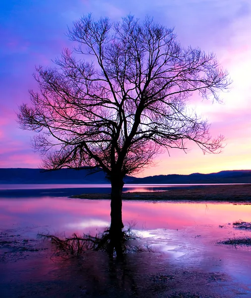 Sílhueta do crepúsculo da árvore — Fotografia de Stock