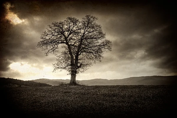 孤独的树 — 图库照片