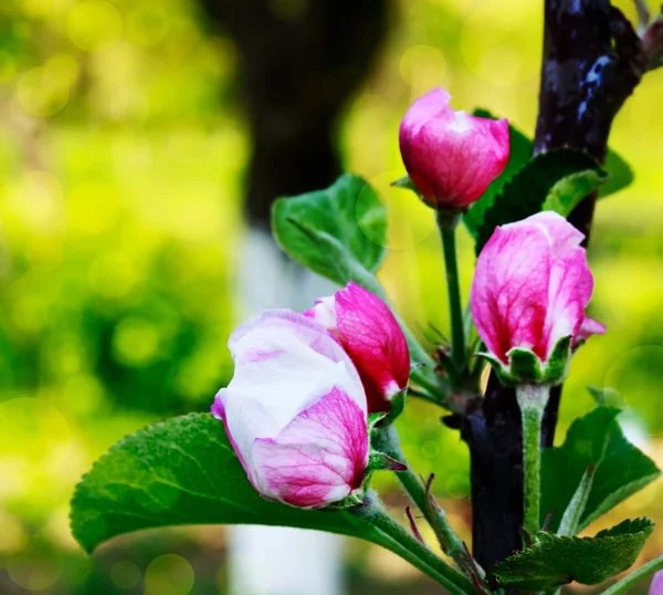 stock image Floral background