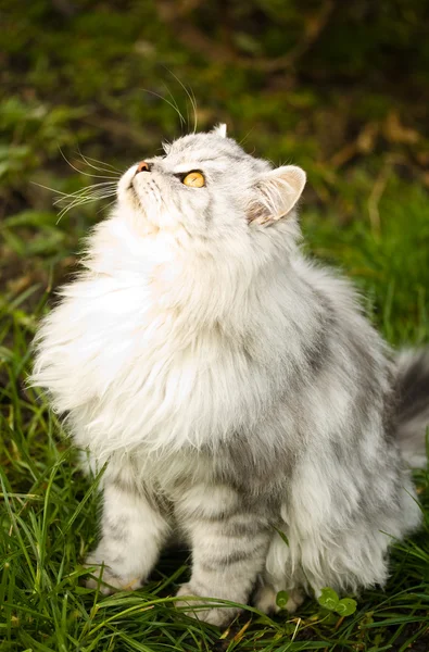Domestic white cat — Stock Photo, Image