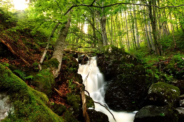 Bosque búlgaro 2 — Foto de Stock