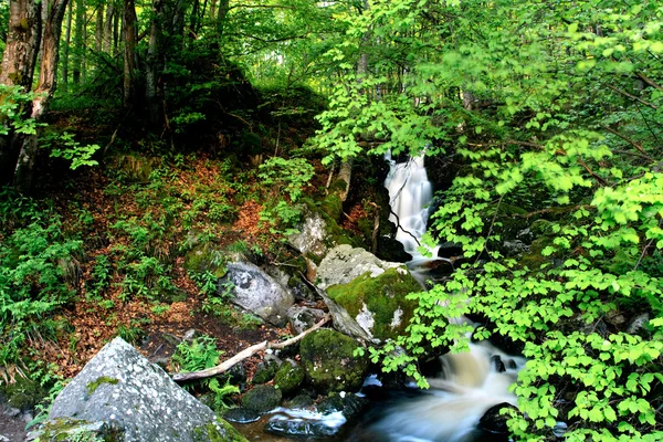 Bolgár erdő — Stock Fotó