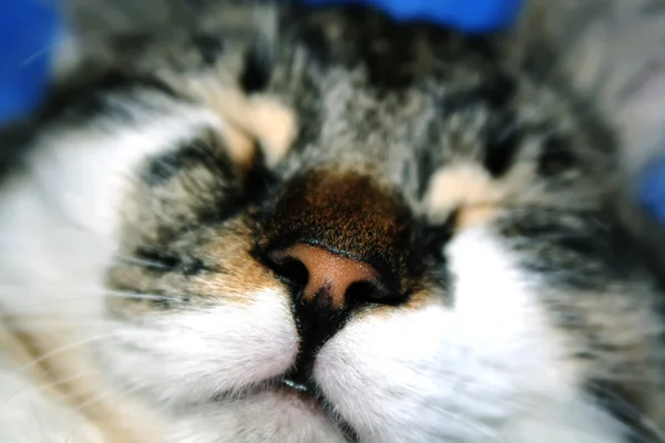 고양이 코 — 스톡 사진