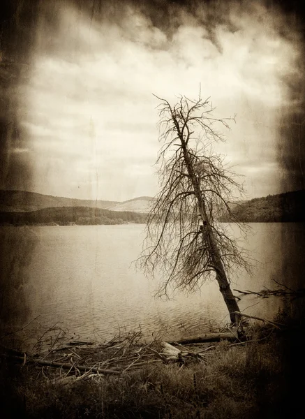 Baum im See entwurzelt — Stockfoto