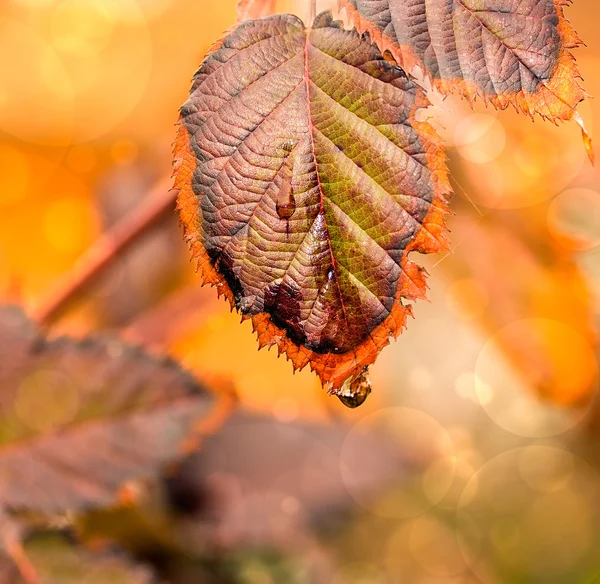 秋のボケ味 — ストック写真