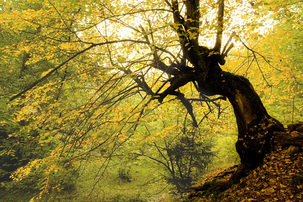 Fall tree landscape — Stock Photo, Image