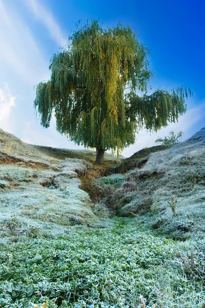 樹氷風景 — ストック写真