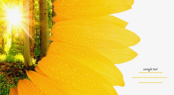 花のコラージュ — ストック写真