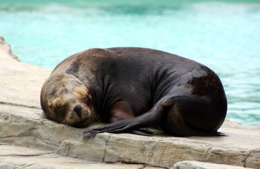 Uyuyan sealion