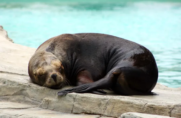 Спящий тюлень — стоковое фото