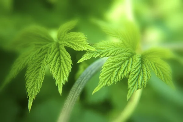New spring leaves — Stock Photo, Image