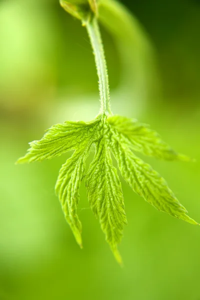 stock image New spring leaves