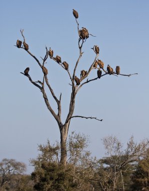 Tree full of vultures