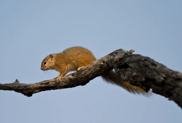 Tree eekhoorn op een tak — Stockfoto