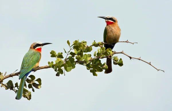 Two white fronted bee-eaters on a branch — Stock Photo, Image