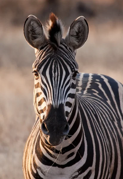 Zebra ao anoitecer em baixa luz comendo grama — Fotografia de Stock