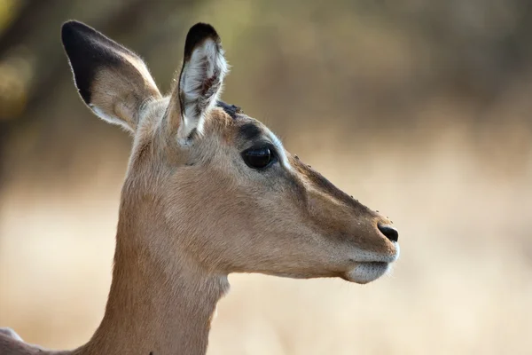 Impala doe com perfil de retroiluminação — Fotografia de Stock