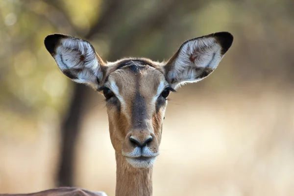 Impala doe com retrato de retroiluminação — Fotografia de Stock