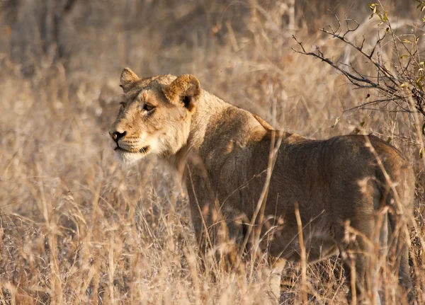 乾いた草の雌のライオン — ストック写真